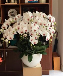 Lan Hồ Điệp HĐ-01