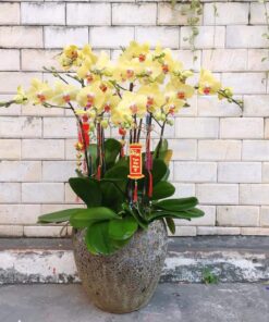 Lan Hồ Điệp HĐ-02