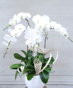 Lan Hồ Điệp HĐ-03