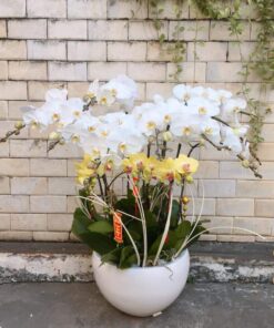 Lan Hồ Điệp HĐ-04