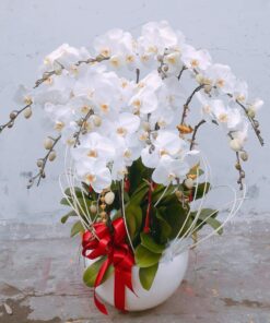 Lan Hồ Điệp HĐ-05