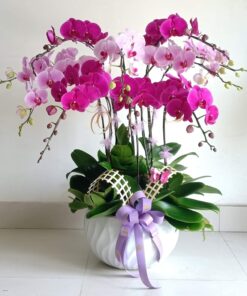 Lan Hồ Điệp HĐ-06