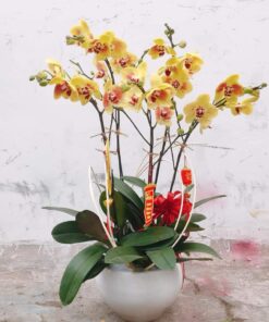 Lan Hồ Điệp HĐ-07