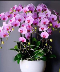 Lan Hồ Điệp HĐ-08