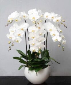 Lan Hồ Điệp HĐ-09