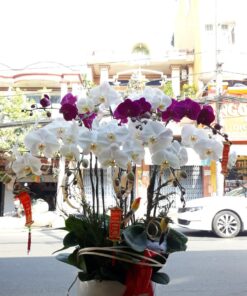 Lan Hồ Điệp HĐ-10