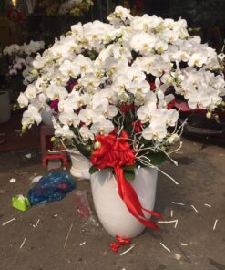 Lan Hồ Điệp HĐ-11