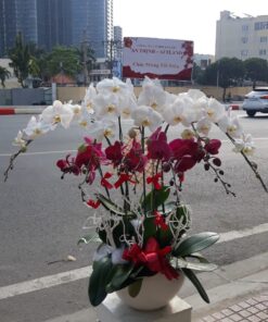 Lan Hồ Điệp HĐ-12