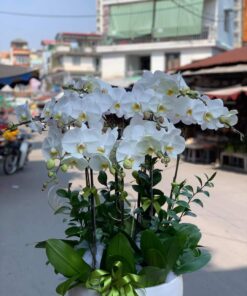 Ý nghĩa của hoa giỏ tươi đẹp nhất