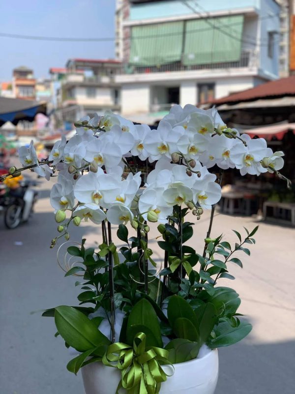 Ý nghĩa của hoa giỏ tươi đẹp nhất