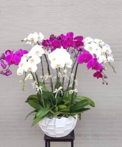 Lan Hồ Điệp HĐ-14