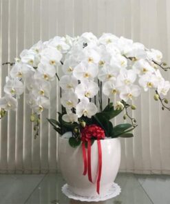 Lan Hồ Điệp HĐ-15